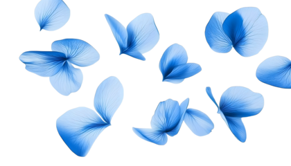 flying blue petals isolated on transparent background cutout