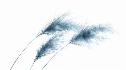 Obraz premium three grasses