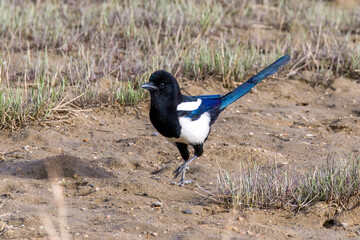 The magpie, a beneficial wild bird.