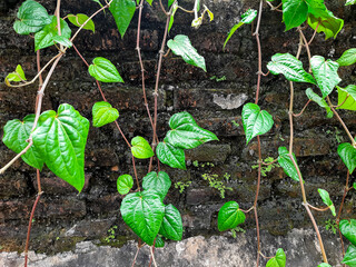 Betel Vine Growing on a Wall