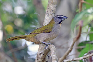 Buff-throated Saltator (Saltator maximus) perched amid vegetation. Endemic bird of south and central america