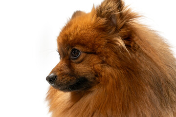 Obraz premium A fluffy brown dog with a black nose and brown eyes. The dog has a fluffy coat and is looking at the camera