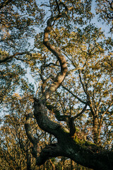 A tree with a long trunk and branches reaching out. The tree is surrounded by other trees and is in a forest. The sunlight is shining on the tree, making it look warm and inviting