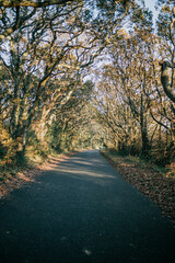 A road with trees on either side. The road is empty and the trees are bare