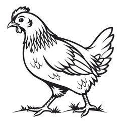 Chicken Vector Illustration isolated on a transparent background