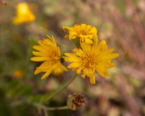 yellow flowers in the garden