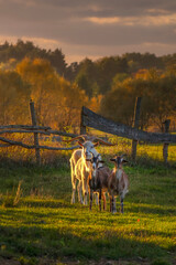 goats in the pasture in autumn

