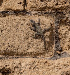 lizard on the stone