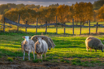 sheep grazing in a field