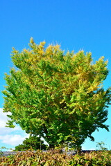 日本庭園と紅葉（新潟県）