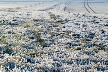 Nahaufnahme einer Wiese im Winter. Die Pfützen sind gefroren, alles ist vereist und die Grashalme mit Raureif überzogen.