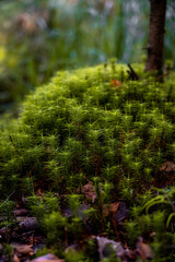 Autofriedhof Kyrk&ouml; Mosse