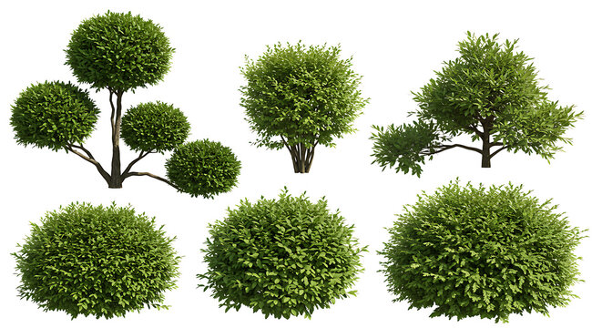 Collection of well-trimmed ornamental shrubs and topiary, including Boxwood, Japanese Holly, and Dwarf Alberta Spruce, arranged in landscape, isolated on a transparent background. PNG, Cutout