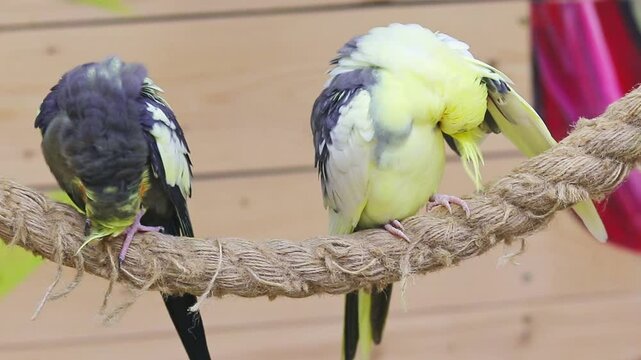 Close up footage of the corella birds. Nature