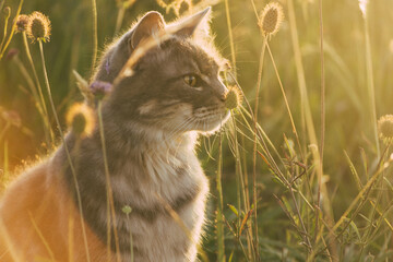 Beautiful cat in a flower field at sunset
