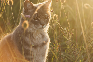Beautiful cat in a flower field at sunset