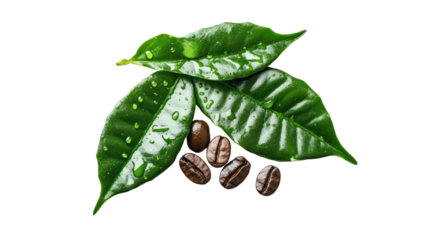 Fresh coffee leaves with raindrops and roasted coffee beans arranged aesthetically on a white isolate background.