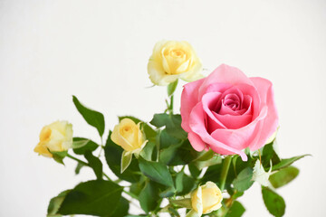 カラフルな薔薇