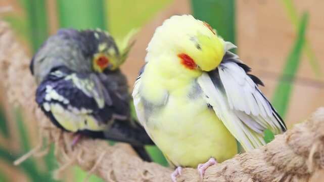 Close up footage of the corella birds. Nature