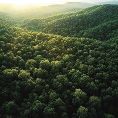 Fototapeta premium Aerial view of lush green forest canopy, showcasing vibrant foliage and sunlight filtering through trees, creating serene atmosphere