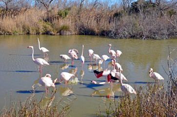 Flamants roses - la r&eacute;v&eacute;rence 