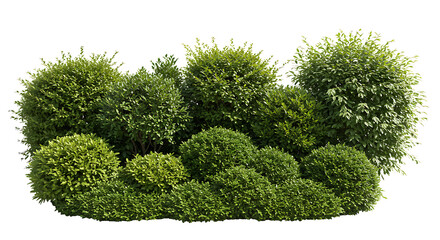 Collection of well-trimmed ornamental shrubs and topiary, including Boxwood, Japanese Holly, and Dwarf Alberta Spruce, arranged in landscape, isolated on a transparent background. PNG, Cutout