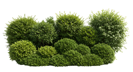 Collection of well-trimmed ornamental shrubs and topiary, including Boxwood, Japanese Holly, and Dwarf Alberta Spruce, arranged in landscape, isolated on a transparent background. PNG, Cutout