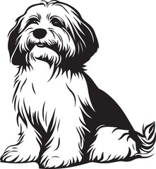 lovely sitting havanese dog