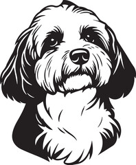 black and white havanese dog portrait