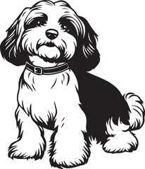 lovely havanese dog with collar