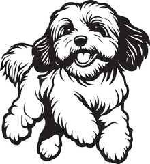 running havanese dog