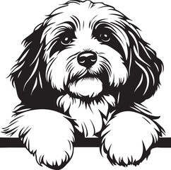 peeking havanese dog