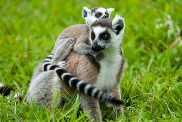 Lémurien, Lémur catta, Lemur catta, Madagascar