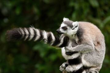 Lémurien, Lémur catta, Lemur catta, Madagascar