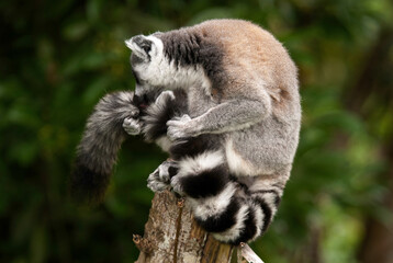 Lémurien, Lémur catta, Lemur catta, Madagascar