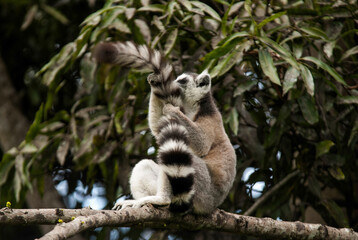 Lémurien, Lémur catta, Lemur catta, Madagascar