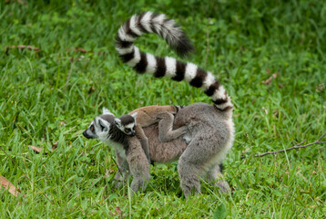 Lémurien, Lémur catta, Lemur catta, Madagascar