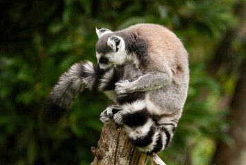Lémurien, Lémur catta, Lemur catta, Madagascar