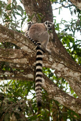 Lémurien, Lémur catta, Lemur catta, Madagascar
