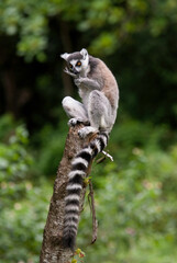 Lémurien, Lémur catta, Lemur catta, Madagascar