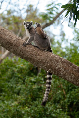 Lémurien, Lémur catta, Lemur catta, Madagascar