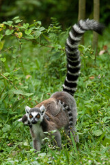 Lémurien, Lémur catta, Lemur catta, Madagascar