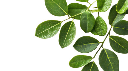 Fototapeta premium Green leaves arranged beautifully, showcasing natural texture and vibrant color against a seamless white background.
