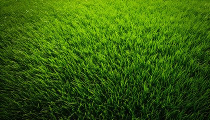 Obraz premium A close-up macro shot of a grass pattern, showcasing the intricate details of individual blades. The vibrant green color and fine texture of the grass are highlighted, capturing the natural arrangemen