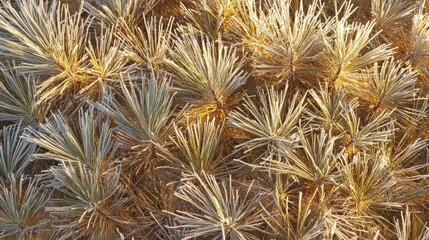 Obraz premium Winter background showing frost-covered pine needles glistening in sunlight