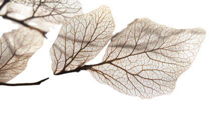Delicate, translucent leaves with intricate vein patterns, beautifully displayed on an isolated background, ideal for nature-themed designs.