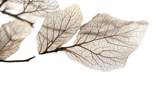 Delicate, translucent leaves with intricate vein patterns, beautifully displayed on an isolated background, ideal for nature-themed designs.