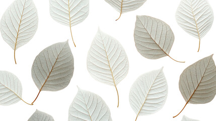 Obraz premium A collection of delicate, translucent leaves arranged artistically on a white background, ideal for design and nature-inspired projects.