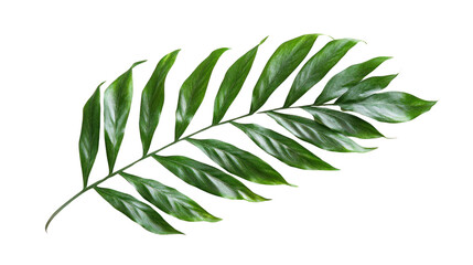 A vibrant green leaf against a white isolated background, showcasing its intricate details and natural beauty, ideal for nature-themed designs.