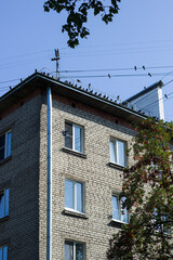 A flock of pigeons on the roof of a house